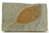 Paleocene Fossil Leaf (Fraxinus) - Montana #377946-1